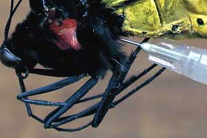 Closeup of Injecting Method