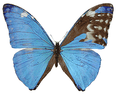 Morpho adonis huallega