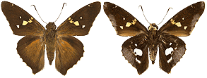 Epargyreus exadeus 