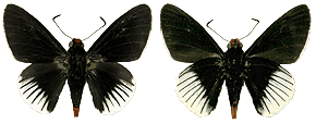 Pyrrhopyga aziza