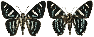 Jemadia hospita