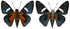 Pyrropgyga spartiosa