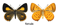 Hypochrysops bysos - female