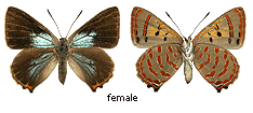 Hypochrysops delicia - male