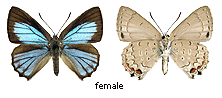 Hypochrysops digglesii - female