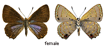 Hypochrysops epicuris - female