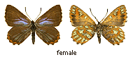 Hypochrysops halyaetus - female