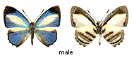 Hypochrysops hippuris - male