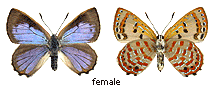 Hypochrysops ignitus - female