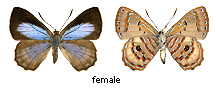 Hypochrysops protogenes - female