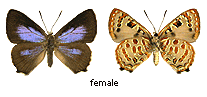 Hypochrysops pytheus - female