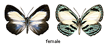 Hypochrysops theon - female