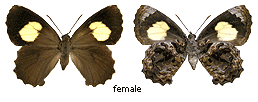 Ogyris abrota - female