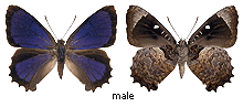 Ogyris abrota - male