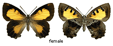 Ogyris ianthis - female