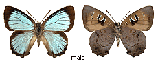 Ogyris ianthis - male