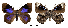 Ogyris olane - female