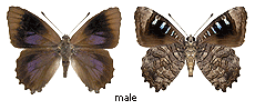 Ogyris olane - male