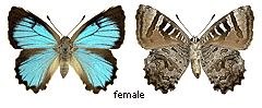 Ogyris oroetes - female