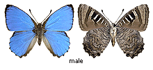 Ogyris oroetes - male