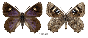 Ogyris otanes - female