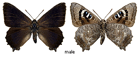 Ogyris otanes - male