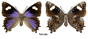 Ogyris zozine - female