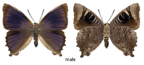 Ogyris zozine - male