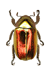Plusiotis aurigans f.red