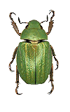 Plusiotis alticola