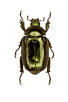 Plusiotis chalcothea