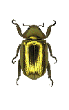 Plusiotis marginata.