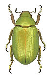 Plusiotis nogueiraei