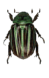 Plusiotis quetzelcoatli