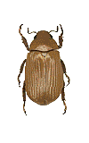 Plusiotis tricolor f.brown