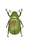 Plusiotis tricolor f.green