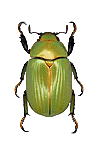Plusiotis xallxtcca