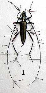 Beetle Layout