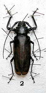 Beetle Layout