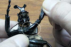 Moving front leg at shoulder joint
